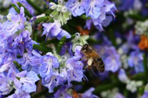 fleurs de romarin butinées