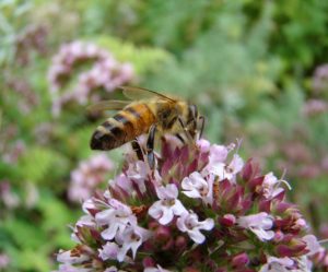 abeille qui butine