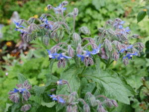 fleurs et feuilles de bourrache