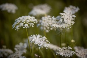 Fleur de carotte sauvage