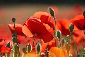 fleur de coquelicots