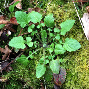 rosette de lampsane