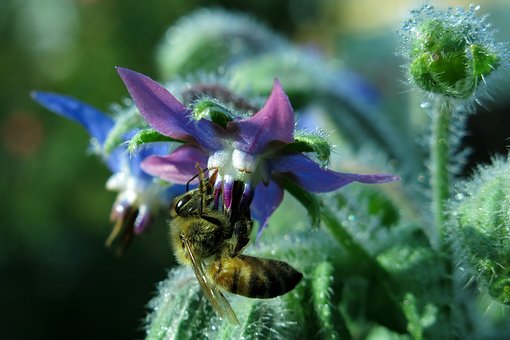 Fleur de bourrache butinée par une abeille