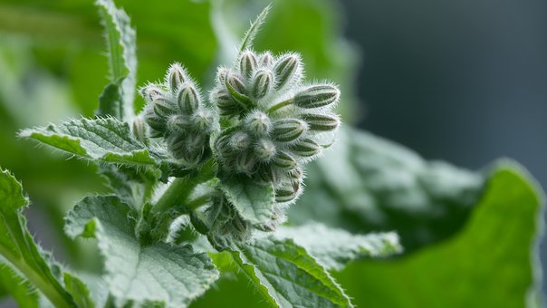 Fleur de bourrache et feuilles